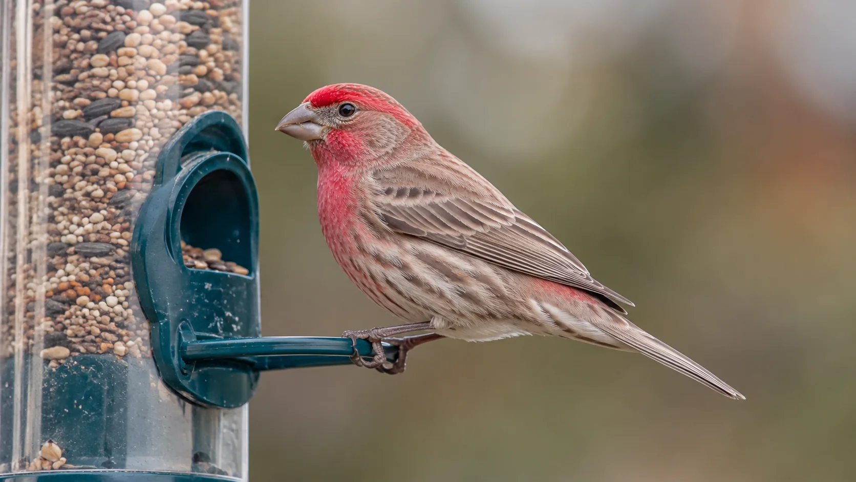 Male House Finch with rosy pink head and breast on a feeder
